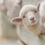 sheep breeding and farming - Schaf Aufzucht